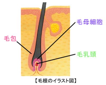 出典：https://www.menard.co.jp/