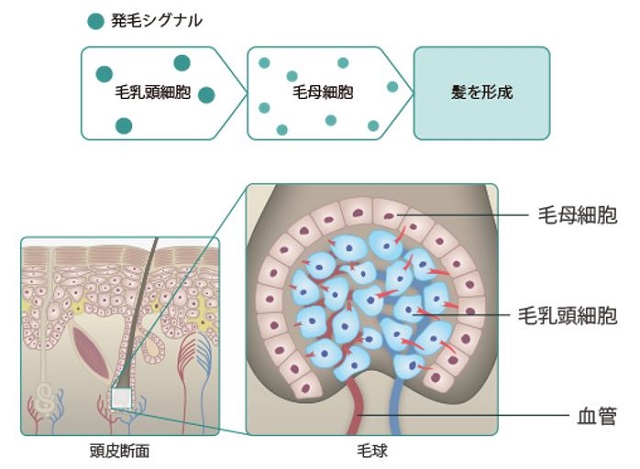 出典：https://www.saravio.jp/