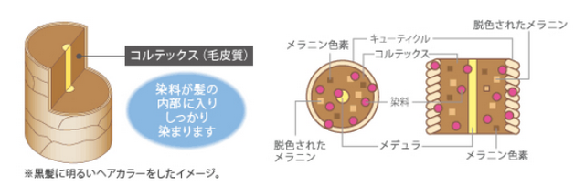 出典：http://www.hoyu.co.jp/