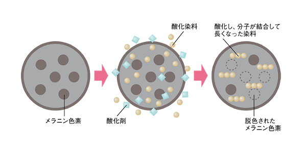 出典：http://sciencewindow.jst.go.jp/