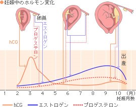 出典：https://www.premama.jp/