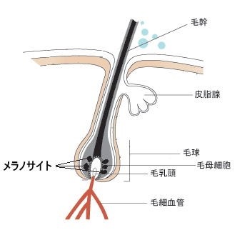 出典：http://goen-biyoushitsu.com/