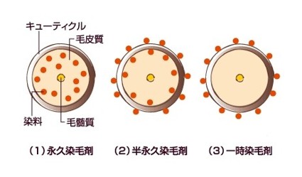 ※(1)2剤式白髪染め、(2)=カラートリートメント、(3)=カラースプレーなど 出典:https://allabout.co.jp/
