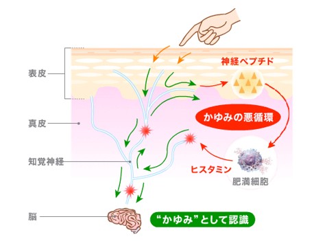 出典：http://www.kyowa-kirin.co.jp/kayumi/