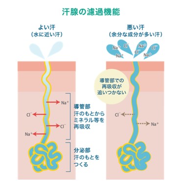 出典：http://www.kao.co.jp/8x4/