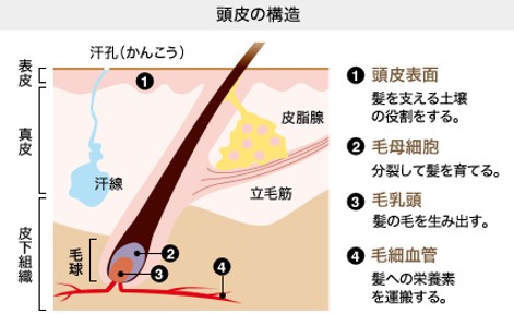 出典：http://www.hokkaido-anthropologie.jp/