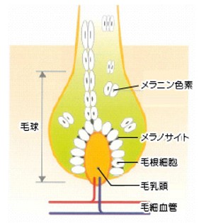 出典：http://www.sugi-net.jp/