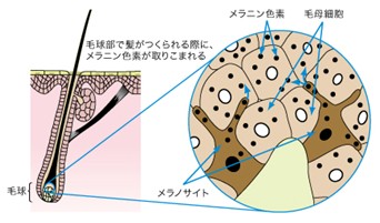 出典：https://www.kao.com/jp/