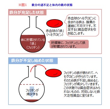 出典：https://www.fancl.jp/laboratory/