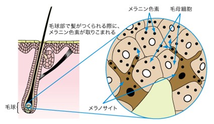 出典：https://www.kao.com/jp/