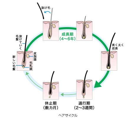 出典：https://www.kao.com/jp/