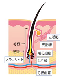 出典：http://nourish.toyobiyo.jp/