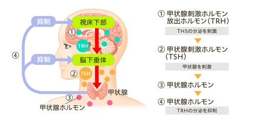 出典：https://kojosengan-hhc.jp/