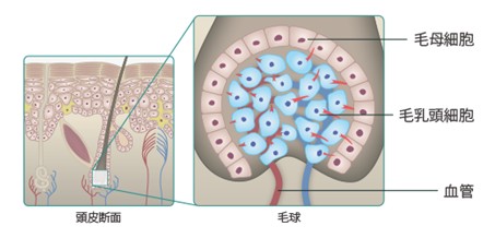 出典：https://www.saravio.jp/