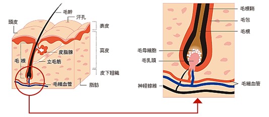 出典：https://www.reve21.co.jp/