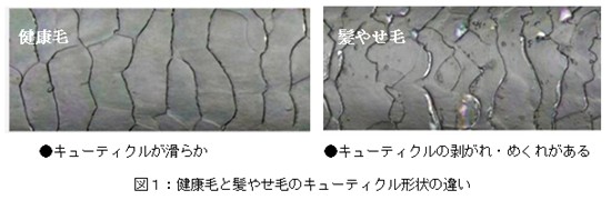 出典：http://www.kracie.co.jp/