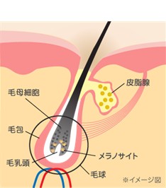 出典：http://www.kracie.co.jp/