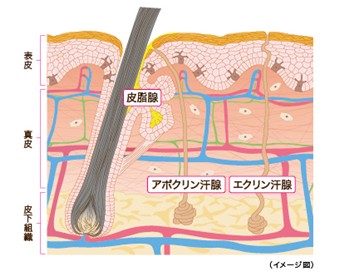 出典：https://www.kao.com/jp/