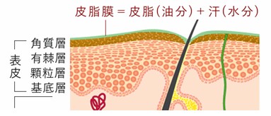 出典：https://www.moltolice.co.jp/