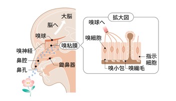 出典：https://www.new-cosmos.co.jp/product/972/