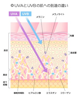 出典：http://www.nihon-loreal.jp/uva/