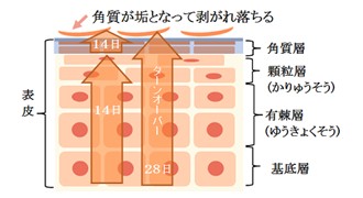 出典：http://nourish.toyobiyo.jp/