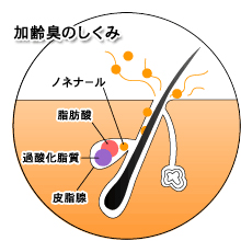 加齢臭の仕組み