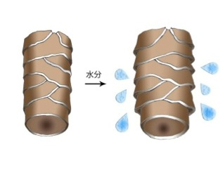 キューティクルの開き