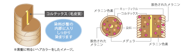 永久染毛剤の仕組み