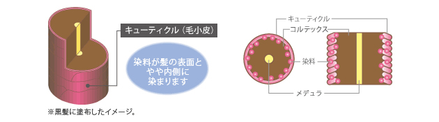 ヘアマニキュアの仕組み