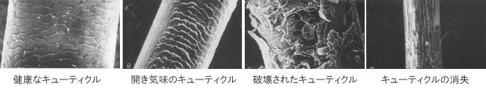 健康なキューティクル→開き加減のキューティクル→破壊されたキューティクル→キューティクルの消失